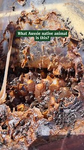 These are Australian native bees! They're stingless and itty bitty! We have 11 different species of stingless bee in Australia! Follow me to see more native bees! #nativebees #stinglessbees #Australia | The Stingless Bee Lady