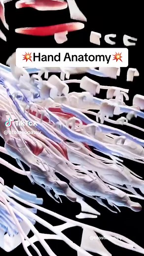 💥The human hand is an incredibly intricate and fascinating part of the body. Here are a few interesting facts about the human hand: . 👉🏼Complex Anatomy: The human hand is composed of 27 bones, making up about one-fourth of all the bones in the human body. These bones form a complex structure that allows for a wide range of movements and flexibility. . 👉🏼Fine Motor Control: One of the primary functions of the hands is to perform precise and delicate movements. This fine motor control is cruc