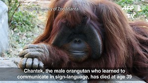 Sign language orangutan dead at 39