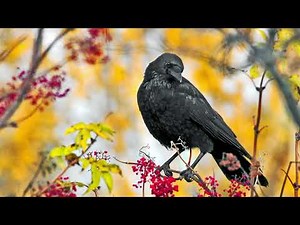 The call of the Carrion Crow - Bird Sounds | 10 Hours