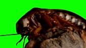 Cockroach on a green background is cleaned and washed