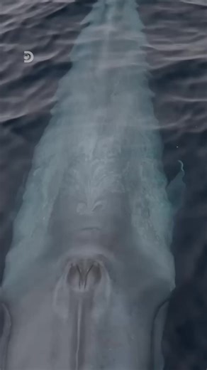 143 reactions · 194 shares | Whale exhaling through its blowhole like it just finished a long week. Same. Dive into exploration with Discovery.  | Discovery | Facebook