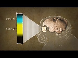 YOUR INNER FISH | Finding the Orgins of Human Color Vision | PBS