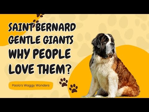 The Truth About Saint Bernards – Fun Facts & Care Tips