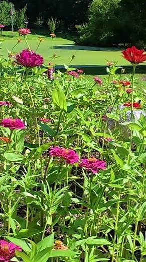 Found out about the clearwinged hummingbird moth today!