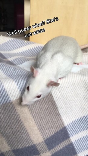 Russian buff 12w #rattok #ratbreeder #rats #fancyrats #petrats #rat #fancyrat #ratto #cuterats #ratsoftiktok #babyrats