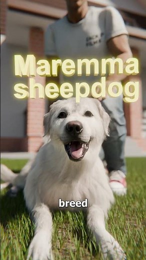 He Cloned His Aging Dog 😮