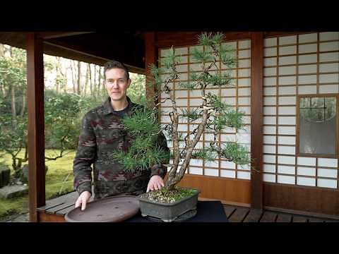 Two year Pinus Mugo bonsai transformation (Yamadori)