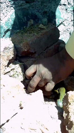 Ptyas mucosa / indian rat snake / dhaman / ghoda pachad saap