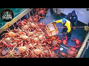 Catching And Processing Hundreds Of Tons Of Wonderful Alaskan King Crab At Sea | Farming Documentary