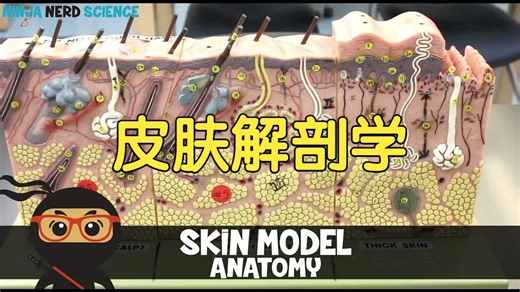 Ninja Nerd: 皮肤解剖学 Skin Anatomy