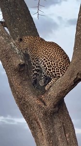 2.1M views · 37K reactions | Crazy sighting!! Standoff between a leopard and cheetah #cheetahs | The photographic world | Facebook