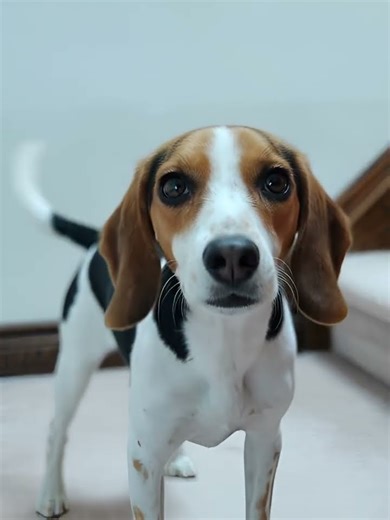 WHY WAS THE MATH BOOK SAD...?? - The Three Cousins 🎣🐾 #Shorts