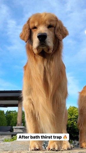 289K views · 14K reactions | After bath thirst trap  | Tucker Budzyn | Facebook