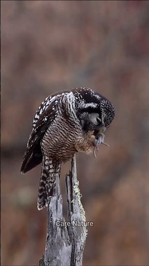 What's REALLY in Owl Pellets That Will Surprise You