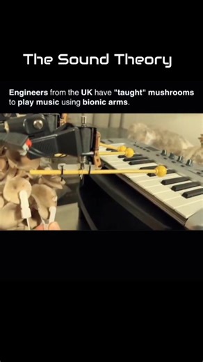 Sound Theory on Instagram: "🎹🍄 UK house engineers just taught MUSHROOMS to play piano using bionic arms! Nature meets innovation! 🤯🤖 #SciFiIsReal #TheSoundTheory #PowerOfSound #ThePowerOfSound #BionicMushrooms #BioTechBreakthrough #FutureOfMusic #UKInnovation #SciFiReality #MushroomMusicians #RoboticNature #TechMeetsBiology #ViralScience #AIEvolution #SustainableTech #MindBlown #Aug132025 #TrendingNow #EngineeringMarvels #SynthBio #FutureIsHere #PianoFungi #ClimateTech #RoboticsRevolution #G