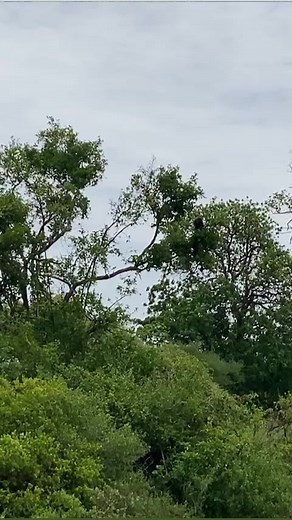 2.3M views · 10K reactions | Bad day for the baboon but great one for the leopard.rare sight of leopard diving for the baboon in Lake manyara #usa #asia #Europe #africa #uae #leopard .info@conservationcaravansafaris.com | Conservation Caravan Safaris | Facebook