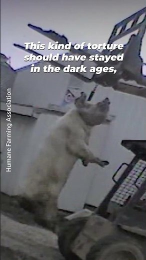 This Pig Was Hung Alive on a Farm in Ohio, Fighting for Her Life as She Suffocated