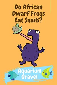 Do African Dwarf Frogs Eat Snails?