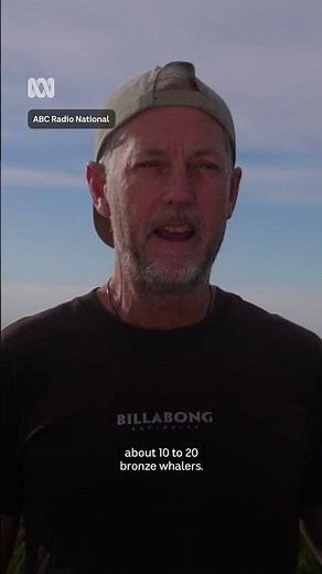 Sharks and swimmers captured by drone footage | ABC Radio National