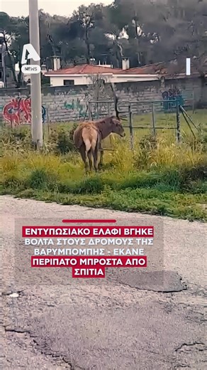 Ένα εντυπωσιακό θέαμα προσφέρει στους κατοίκους της Βαρυμπόμπης ένα μεγαλόσωμο αρσενικό ελάφι, που περιδιαβαίνει με άνεση τους δρόμους και τα χωράφια της περιοχής. Το ζώο, με εντυπωσιακά κέρατα, φαίνεται να απολαμβάνει τον περίπατό του και τρέφεται με φρέσκο γρασίδι, προκαλώντας έκπληξη στους περαστικούς. Ο δήμος Αχαρνών – Θρακομακεδόνων έχει εκδώσει ανακοίνωση, καλώντας τους οδηγούς να είναι ιδιαίτερα προσεκτικοί λόγω της παρουσίας του ελαφιού στην περιοχή. Το περιστατικό καταγράφηκε και από κά