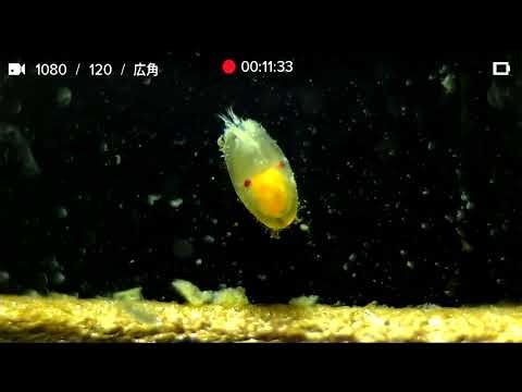 Wild sea plankton live 野生のプランクトンを堪能しよう！ underwater camera