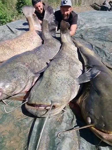 Poker Catfish: Solo Poker Strategy Guide