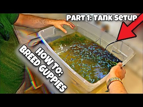 Breeding Guppies For Beginners (Part 1 Tank Setup)