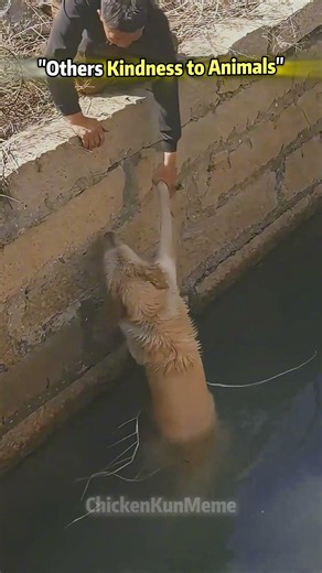 Strangers Helping Animals in Need❤️ #kindness #animals #shorts