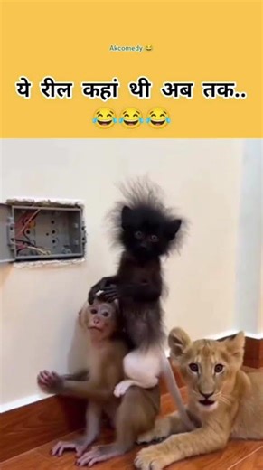 Funny Cat Moments 😂 | Cute Cat Comedy Video | Try Not To Laugh Cats