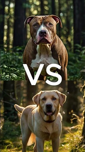 Labrador retriever fights with Pitbull🔥🔥 #shorts