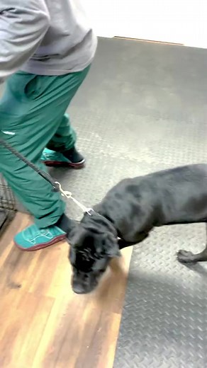 How to crate train a Cane Corso or any dog that’s having trouble! #dog #canecorso #puppy #canecorsoitaliano #dogtraining #dogs #canecorsopuppy #canecorsoforlife #fyp | Kaizen Canine