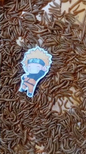 uzumakinaruto attacs #caterpillar #narutoshippuden #zombie #experiment #shortvideo