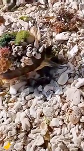 The turtle is infested with barnacles, fortunately, it was discovered. #Turtle #AnimalWorld #Barnacles #Rescue #foryou | Rescue Turtles