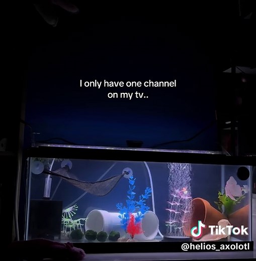 Axolotl Tank Setup: Tips for Keeping Exotic Pets