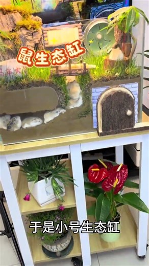 #Hamster #HamsterAquarium #HamsterOwningDailyLife #CutePets A hamster terrarium