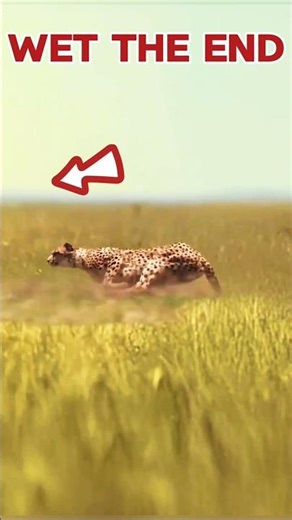 Cheetah Hunting Impala 🦌😱 #animals #cheetah #impala #shorts