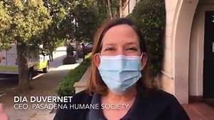 Friends, Volunteers Salute Pasadena Animal Control Officers Owners and their pets drive by and honk their thanks at Humane Society Headquarters today https://www.pasadenanow.com/main/friends-volunteers-salute-pasadena-animal-control-officers/ | Pasadena Now