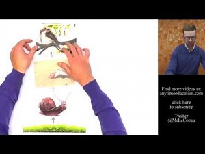 Food Chains - Autotrophs and Heterotrophs