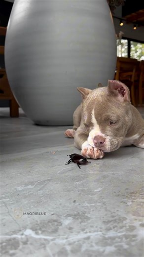 A Marê quando era pequenina 🤩🐾 | Maori Blue