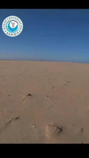 Here is only one of the hundreds of thousands of animals that die due to entanglements each year. #ocn #sealrescues See our bio for more info.