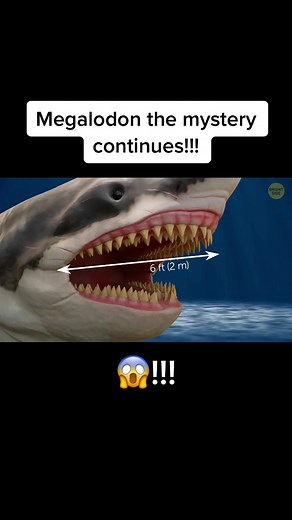 The Megalodon Mystery: Size, Teeth, and More