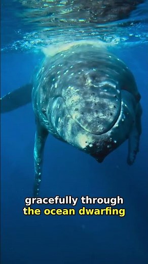 Blue Whale Size Secrets: 30 Meters of Ocean Giant!
