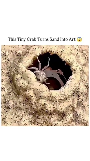 This Tiny Crab 🦀 Turns Sand into Art 🫣 #Crab #SandArt