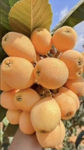 5 Amazing Benefits of Loquat Fruit | Don’t Skip This Powerful Superfruit!😲