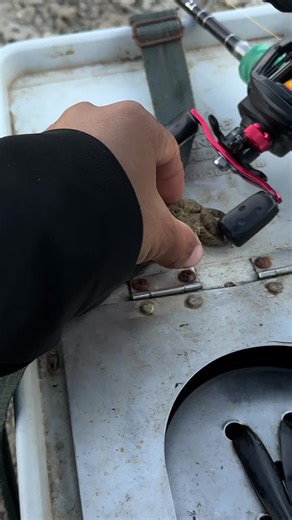 Câu Lure Cá Lóc: Chiến Lược Hiệu Quả và Mẹo Câu