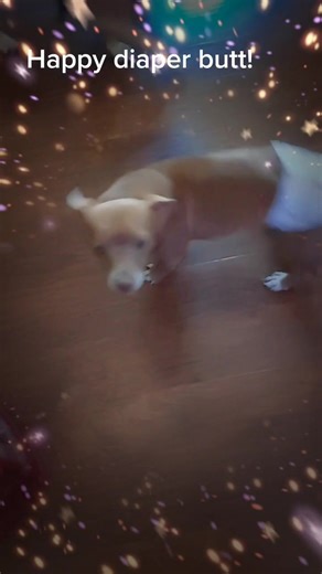 Psycho_6 (@psych0_67)’s videos with Happy Boy - Remastered - The Beat Farmers