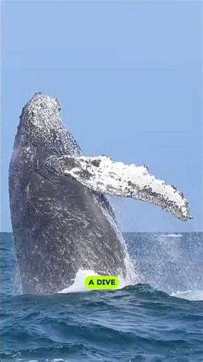 What Happens After a Blue Whale Dies? 😳 Ocean’s Biggest Secret” #shorts