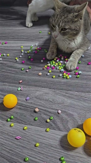 Subscribe please #marblesofig #cat #asmr #marblesofig #kitten