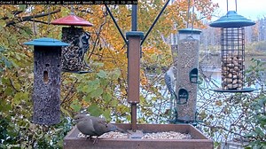 10K views · 454 reactions | Want to go birdwatching and leaf peeping at the same time? Tune in live to the Cornell Lab FeederWatch Cam and watch the trees of Sapsucker Woods dress in their fall colors as the forest residents dine at the collection of feeders. Watch now at AllAboutBirds.org/CornellFeeders | Bird Cams | Facebook